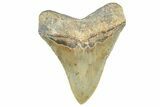 Serrated, Fossil Megalodon Tooth - North Carolina #368431-2